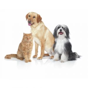 Bosch BGS5ZOOO1 שואב אבק נגרר בוש מתצוגה